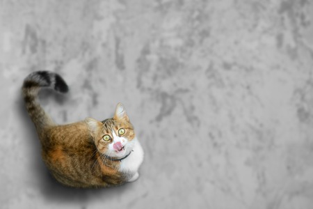 Funny cat licks itself looking for some yummyの写真素材