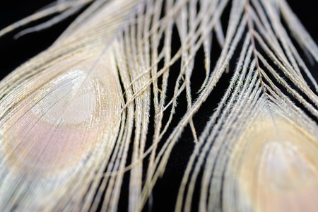 Set of fluffy feathers on wooden backgroundの写真素材