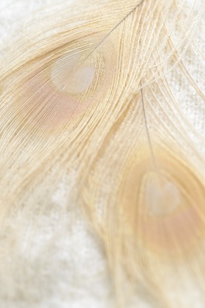 Set of fluffy feathers on textile backgroundの写真素材