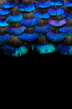Set of fluffy feathers isolated on black backgroundの写真素材