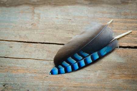 Two different feathers with one match pattern for bothの写真素材