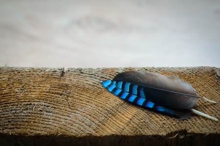 Two different feathers with one match pattern for bothの写真素材