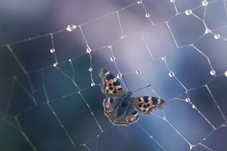 Spiderweb with waterdrops of dew and catched butterfly in itの写真素材