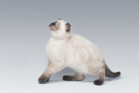 Grey flap-eared kitten on light background playingの写真素材