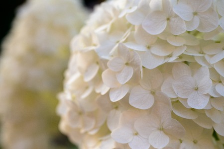 Closeup of Hydrangea flower