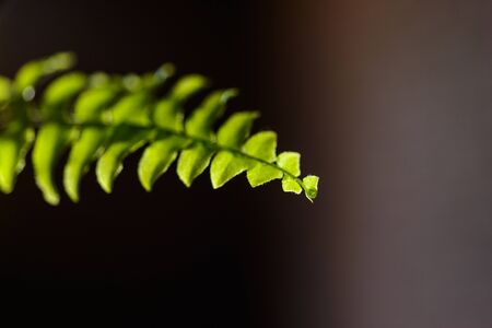 Green fern leaves in shallow depth of fieldの写真素材