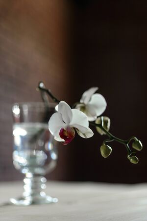 Orchid flower in high glassの写真素材