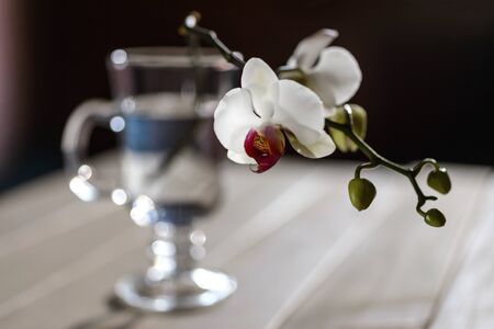 Orchid flower in high glassの写真素材