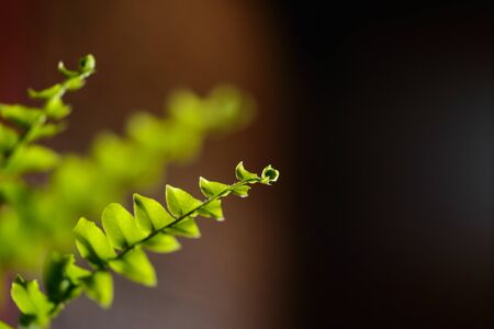 Green Fern leaf