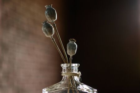 Dry poppy in a bottleの写真素材