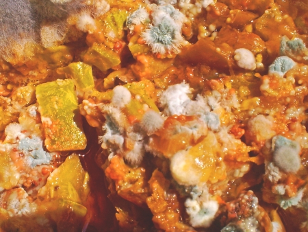 Fungus