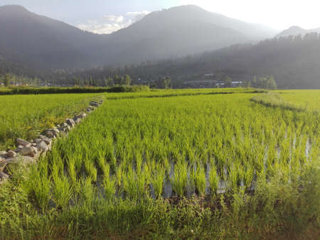 Paddy field in Indiaの写真素材