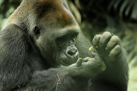 A Big Black Kong Eats Somethingの写真素材