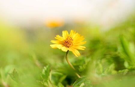 The Little Sun Flower are Shining Aroundの写真素材