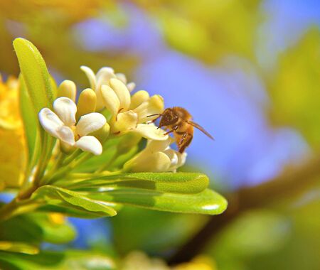 Time for bees to workの写真素材