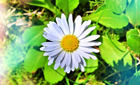Shot of a Daisy flower in a beautiful gardenの写真素材