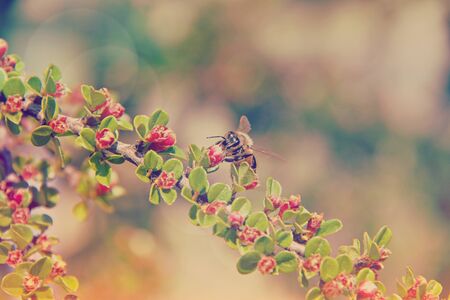 Time for bees to workの写真素材