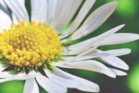 Daisy flower in a macro viewの写真素材