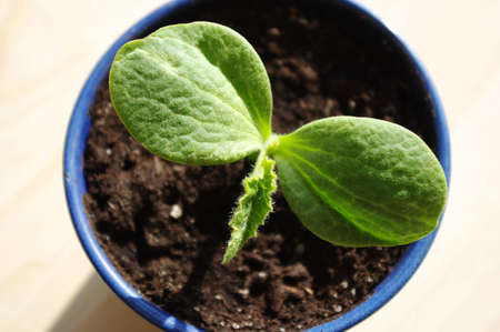 Small planted pumpkin plant in blue cachepot.の写真素材