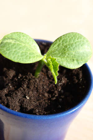 Young pumpkin plantlet potted in blue cachepot.の写真素材