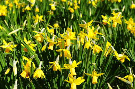 Beautiful daffodil field in spring time.の写真素材