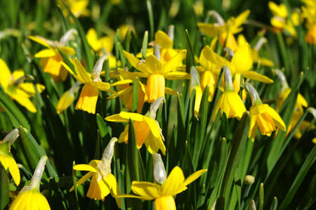 Group of yellow daffodil in spring timeの写真素材
