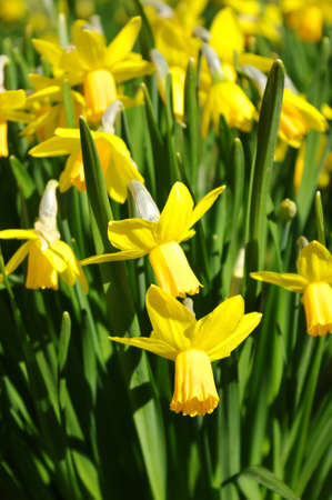 Group of beautiful yellow daffodil in spring time.の写真素材