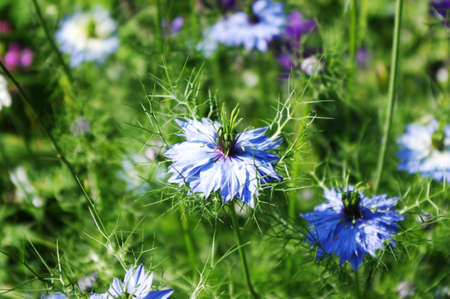 Nigella damascena (Love-in-a-mist)の写真素材