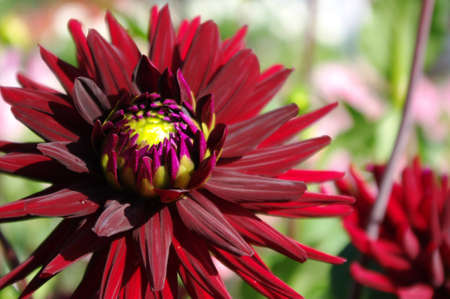 Beautiful dark red dahlia in the garden.の写真素材