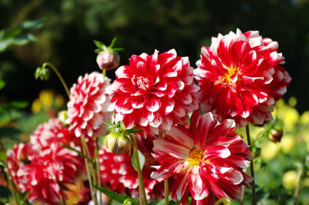 Group of red and white dahlias in the garden.の写真素材