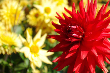 Red dahlia in front of some yellow dahlias.の写真素材