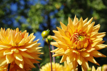 Colorful yellow dahlias in the park.の写真素材