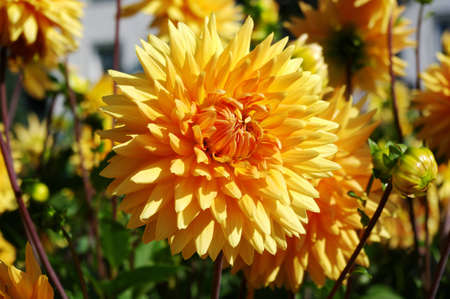 Some beautiful yellow dahlia in the garden.の写真素材