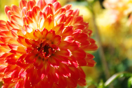Beautiful red and orange dahlia blooming in the garden.の写真素材
