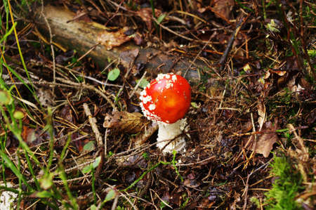 Young toadstool known as Fly Agaric (amanita muscaria).の写真素材