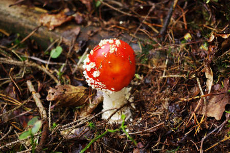 Beautiful fly agaric toadstool (amanita muscaria).の写真素材
