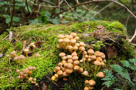 Mushrooms growing on a mossy logの写真素材