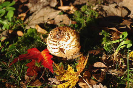 Freckled Dapperling (Lepiota aspera) and colorful leaves.の写真素材