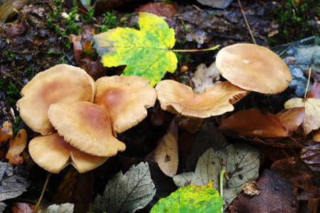 Group of uneatable mushrooms in the forest.の写真素材