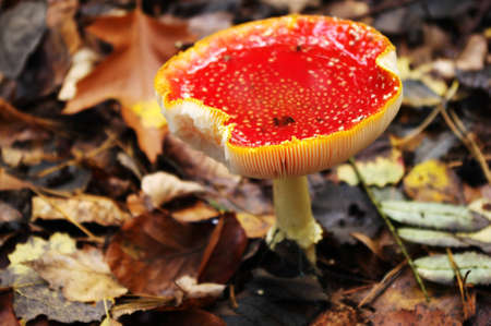 Old fly agaric toadstool (amanita muscaria) with water on his cap.の写真素材