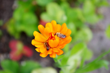 Garden Marigold  Calendula officinalis  with two bees の写真素材