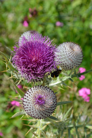 Globe daisie (Globularia cordifolia L.) and bumblebeeの写真素材