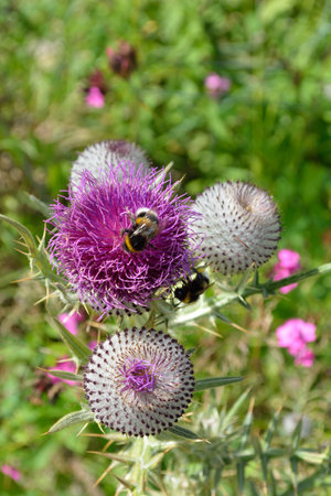 Globe daisie (Globularia cordifolia L.) and bumblebeeの写真素材