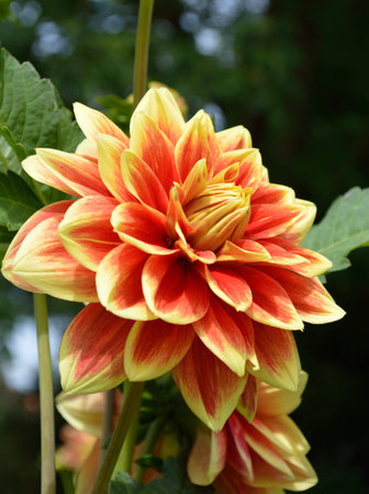 Close up of beautiful red and yellow dahlia.の写真素材