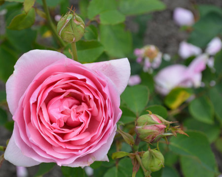 Beautiful tenderly pink rose in the garden.の写真素材