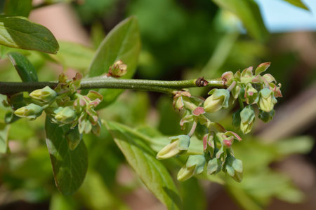 Blueberry plant with closed flowers (early spring)の写真素材