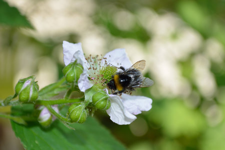 Bumblebee sitting on bramble (blackberry) flower.の写真素材