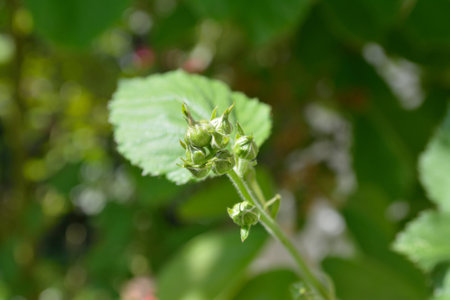 Closed blackberry (bramble) flower in spring.の写真素材