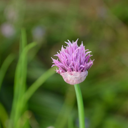 Chive (Allium schoenoprasum)  flower in summerの写真素材