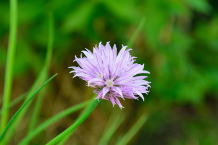 Chive flower (Allium schoenoprasum) in summer.の写真素材